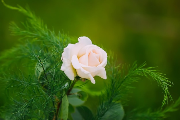 Hermosas flores rosas de cerca