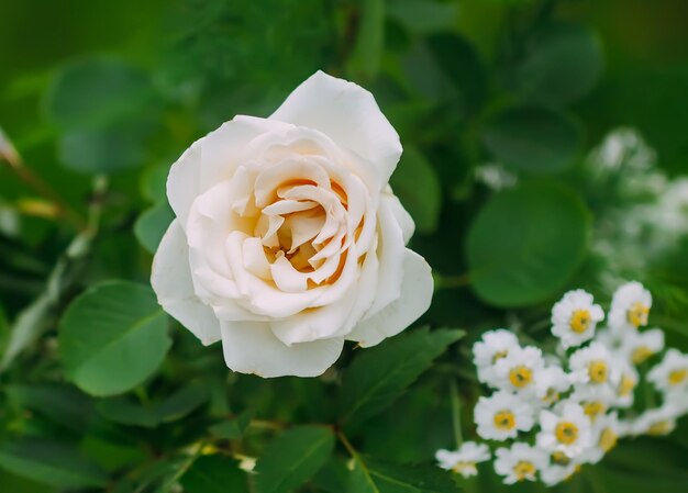 Hermosas flores rosas de cerca