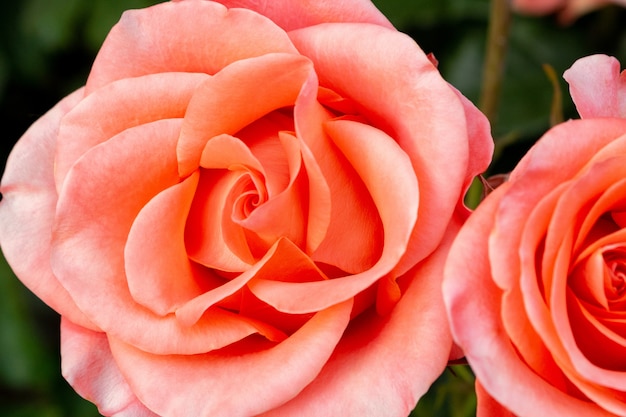 Hermosas flores rosas coloridas cerrar enfoque suave