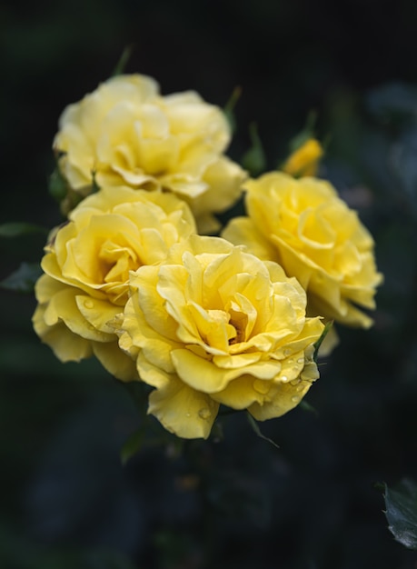 Hermosas flores rosas en el jardín