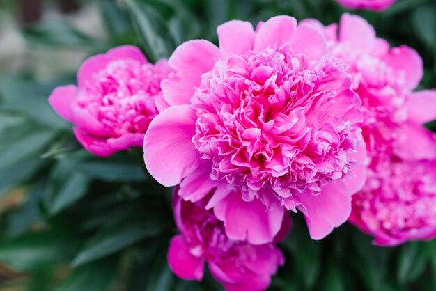 Hermosas flores rosas de la peonía herbácea en verano en el jardín