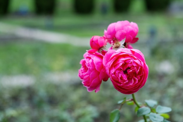 Hermosas flores rosas en una rama rosa en un jardín o parque