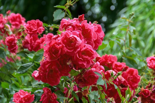 Hermosas flores rosas rojas brillantes con gotas de agua de rocío sobre un fondo verde jugoso.