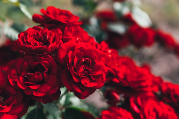 Hermosas flores rosas rojas en verano. Inspiración floral natural primavera floreciente jardín o parque telón de fondo. Diseño de arte retro vintage de flor de belleza.