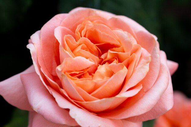 Hermosas flores rosas rosadas de cerca