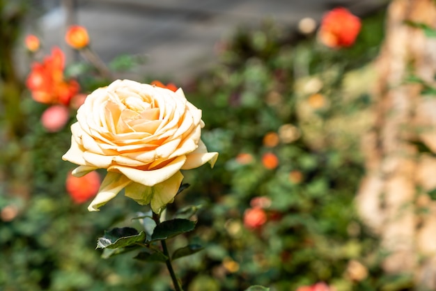 hermosas flores rosas