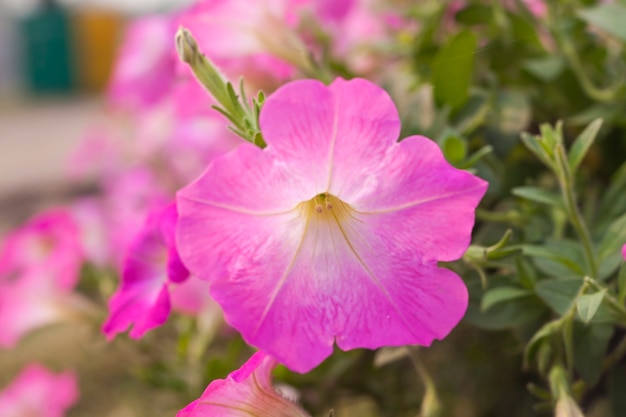 Hermosas flores rosas