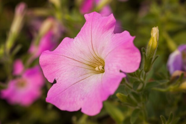 Hermosas flores rosas