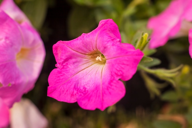 Hermosas flores rosas