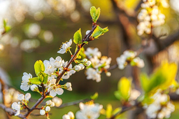 Hermosas flores de sakura de flor de cerezo blanco en primavera