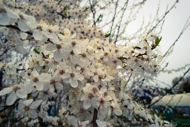 Hermosas flores de sakura flor de cerezo