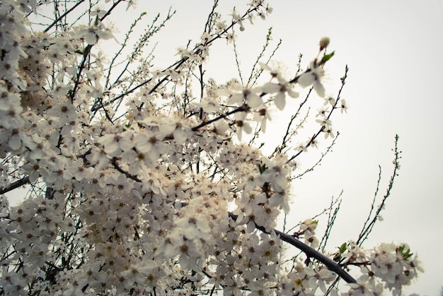 Hermosas flores de sakura flor de cerezo