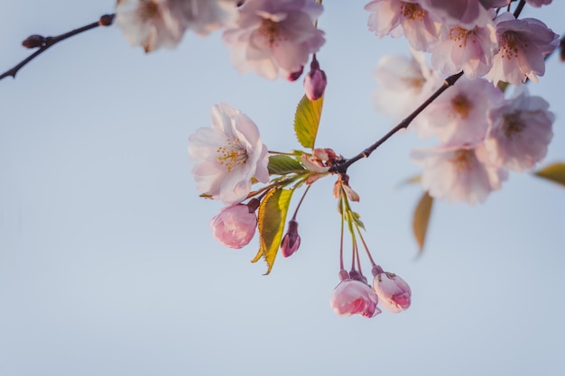 Hermosas flores de Sakura durante la temporada de primavera en el parque Fondo floral de la naturaleza