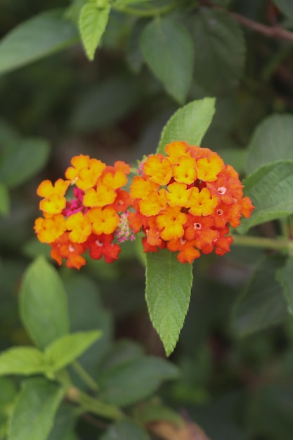 Hermosas flores de setos de color naranja