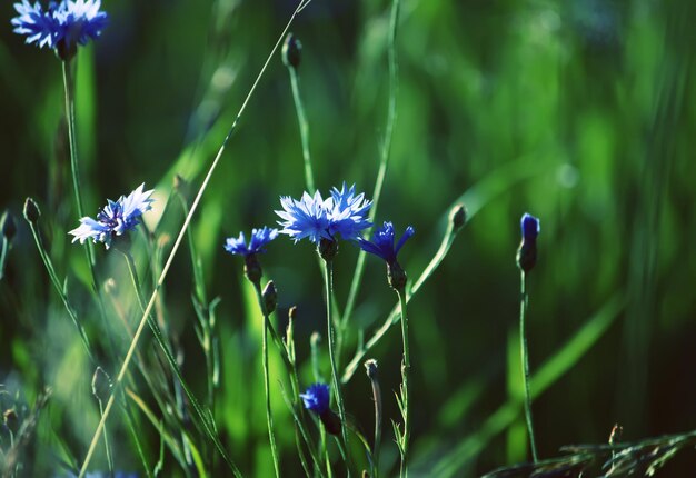 Hermosas flores silvestres acianos azules en el campo de verano