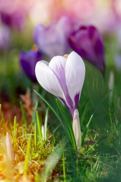 Hermosas flores silvestres de azafrán sobre hierba verde en el soleado día de primavera