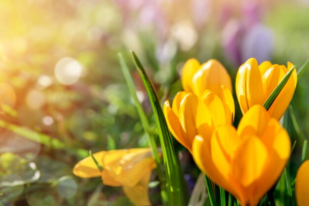 Hermosas flores silvestres de azafrán sobre hierba verde en el soleado día de primavera