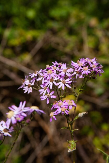 hermosas flores silvestres azules en la isla de la gomera