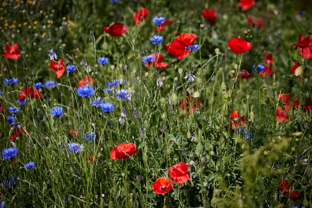 Hermosas flores silvestres en un campo