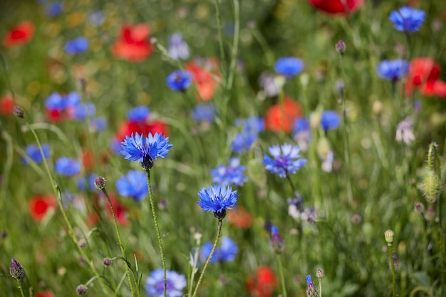 Hermosas flores silvestres en un campo