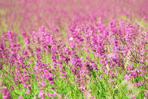 hermosas flores silvestres de fondo naturaleza de verano Ivan té florece en un prado entre el bosque en un día soleado en junio