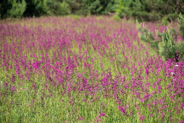 hermosas flores silvestres de fondo naturaleza de verano Ivan té florece en un prado entre el bosque en un día soleado en junio