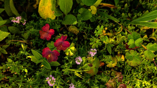 Hermosas flores silvestres en el jardín