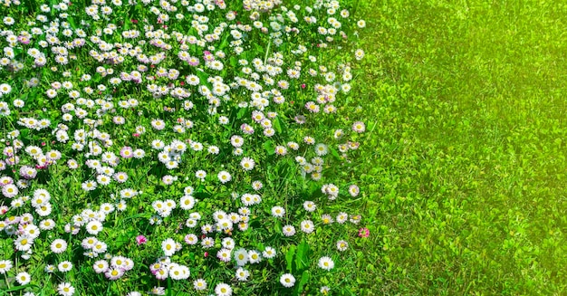 Hermosas flores silvestres manzanilla primavera verano fondo paisaje gran formato