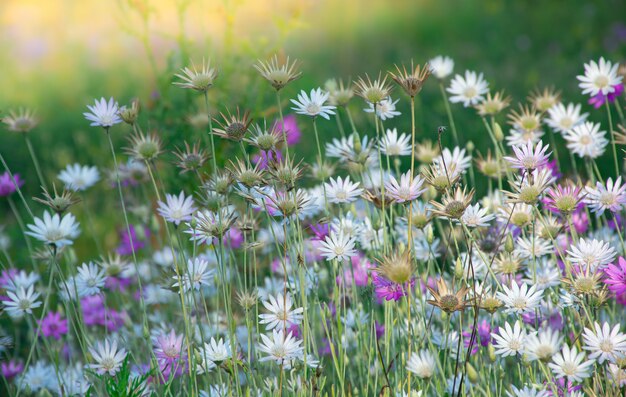 Hermosas flores silvestres en un prado verde, tarde de verano con un prado brillante al atardecer.