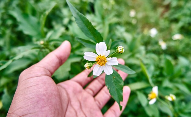 Hermosas flores silvestres que crecen silvestres en la plantación en la palma de la mano Primer plano de Tanacetum