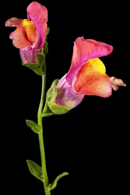 Hermosas flores de snapdragon latAntirrhinum majus aisladas sobre un fondo negro