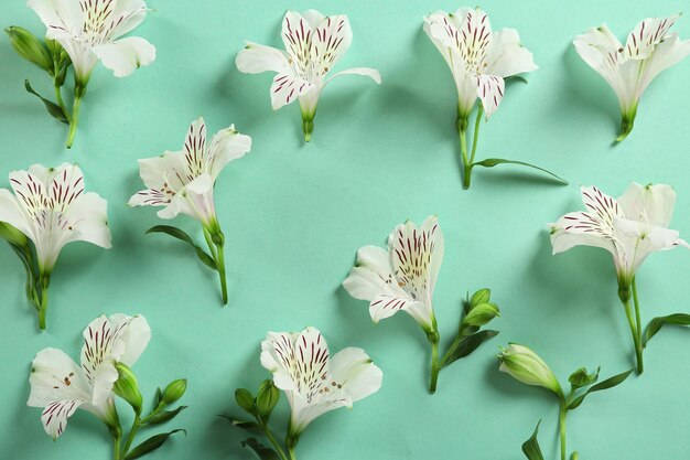 Hermosas flores sobre fondo turquesa