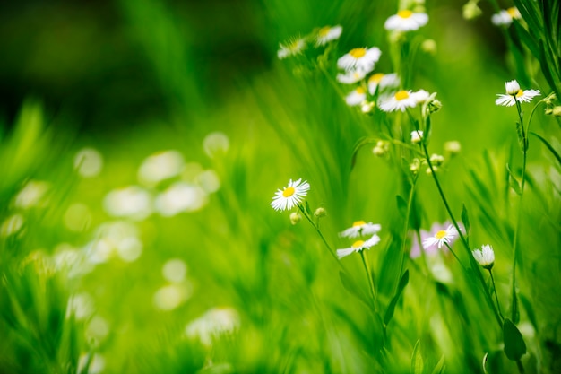 Hermosas flores sobre un fondo verde suave