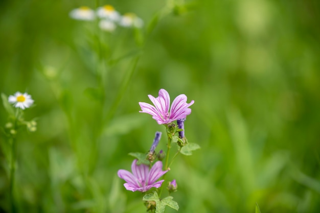 Hermosas flores sobre un fondo verde suave