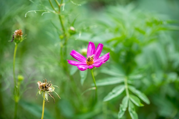 Hermosas flores sobre un fondo verde suave