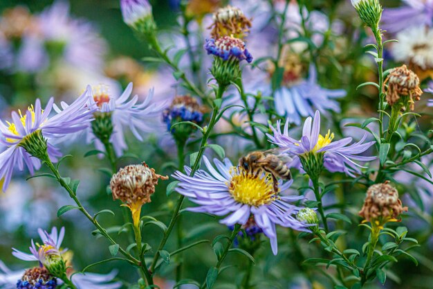 Hermosas flores sobre las que se sienta una avispa.