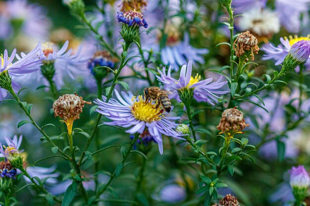 Hermosas flores sobre las que se sienta una avispa.