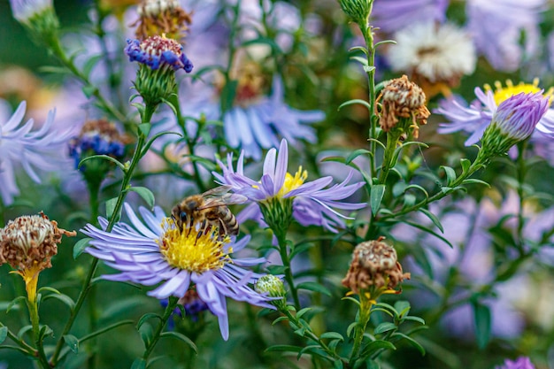 Hermosas flores sobre las que se sienta una avispa.