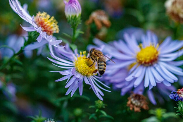 Hermosas flores sobre las que se sienta una avispa.