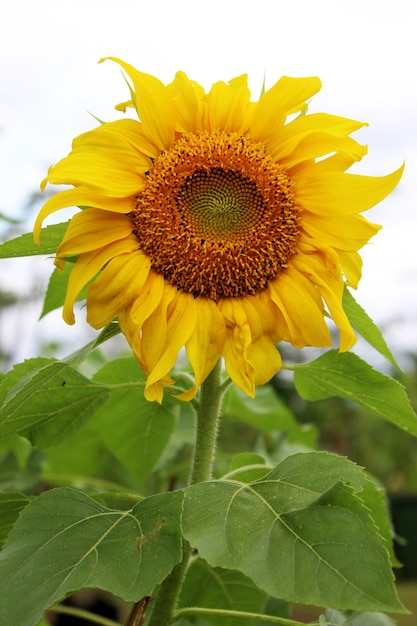 Hermosas flores de sol florecen en el jardín Flor de sol amarilla fresca