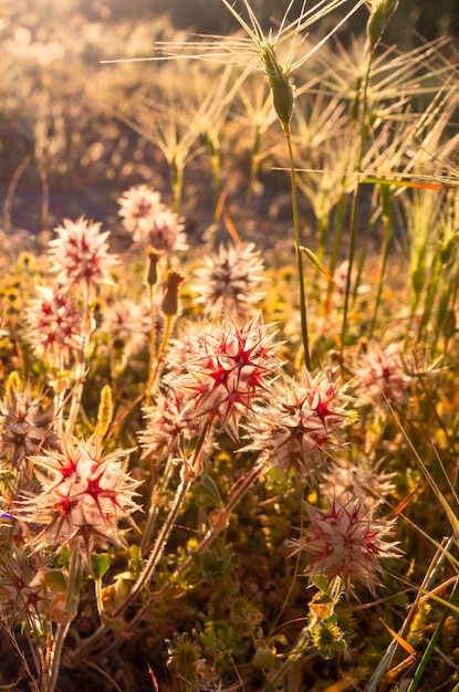 Hermosas flores Star Clover Trifolium stellatum en Grecia al atardecer