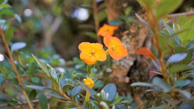 Hermosas flores de Streptosolen jamesonii también conocidas como arbusto de mermelada naranja browallia Firebush, etc.