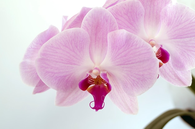 Hermosas flores suaves de las orquídeas Phalaenopsis sobre un fondo gris.