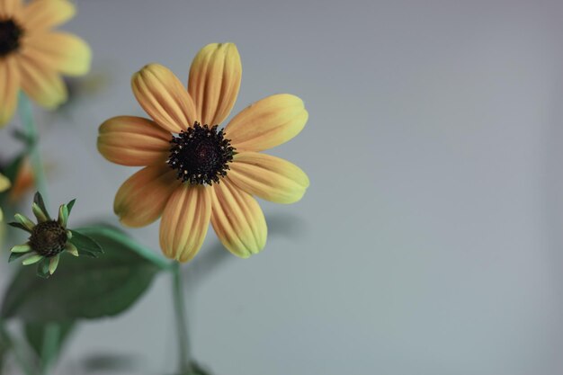 Hermosas flores de Susana de ojos negros en un fondo gris con una textura de patrón para el diseño