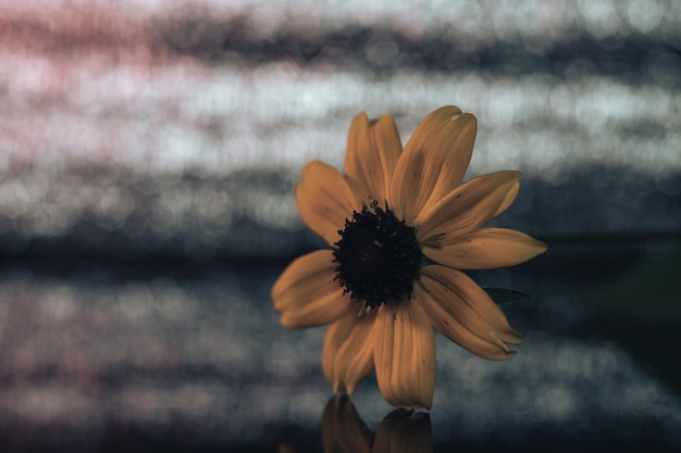 Hermosas flores de Susana de ojos negros en una mesa de vidrio y textura de fondo de bokeh plateado Fotografía macro