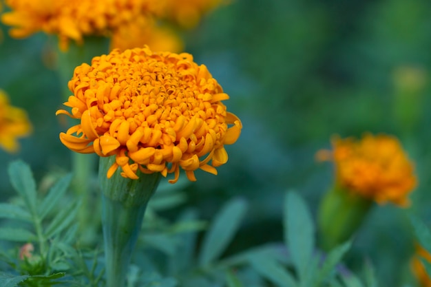 Hermosas flores de tagetes naranja. Caléndulas