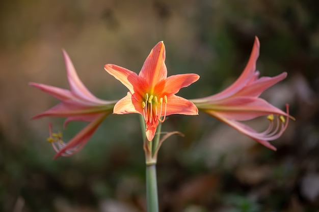 Hermosas flores de Tailandia