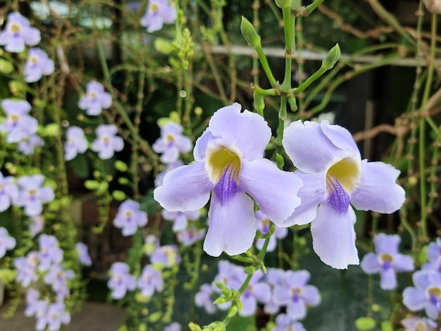Las hermosas flores de Thunbergia grandiflora en el jardín Los nombres comunes incluyen vid de reloj de Bengala