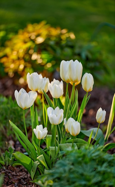 Hermosas flores tranquilas y silenciosas que crecen en un jardín verde en un día soleado Primer plano de tulipanes silvestres en armonía con la naturaleza en un patio tranquilo y sereno Flores blancas puras calmantes en un campo fresco