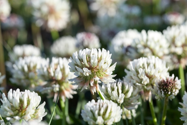 Hermosas flores de trébol blanco